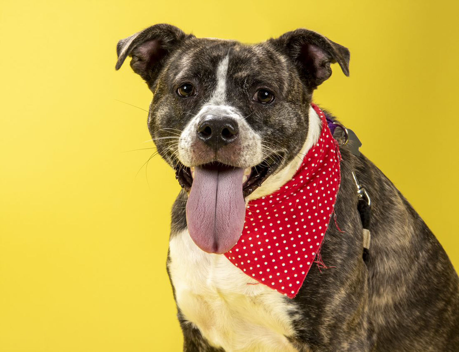 Last week's pet, still available: Dolly